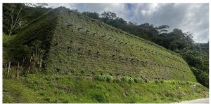 Fotografía 3. Caso de éxito de implementación de fachada vegetal con geosintéticos.